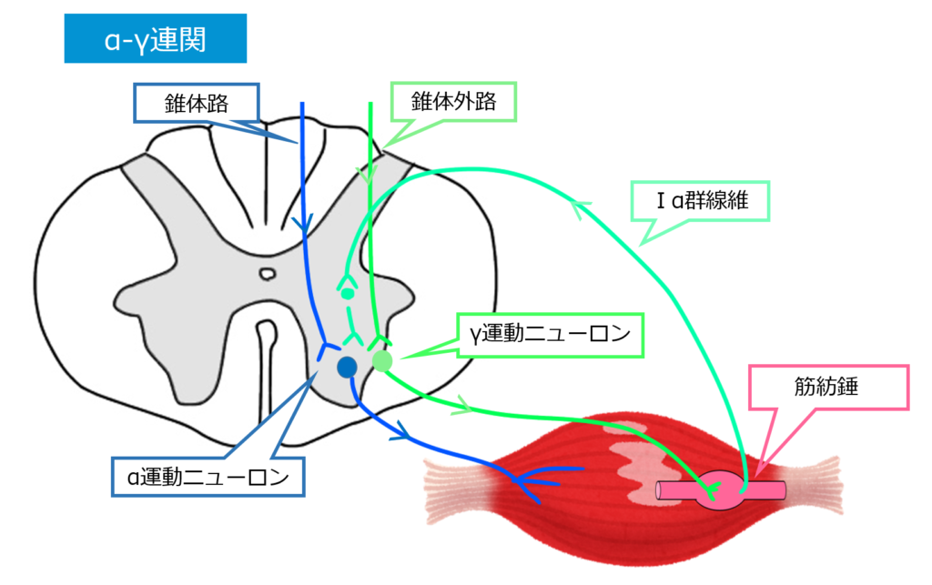 肉離れの治療が必要になるのはどんなときですか?