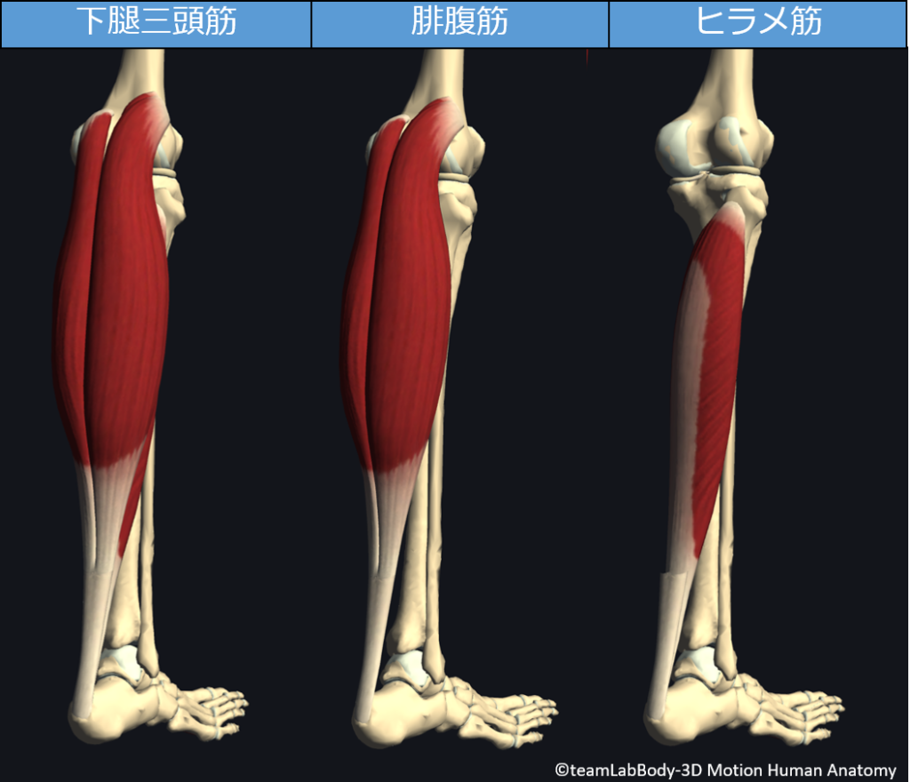 下腿三頭筋のストレッチ、筋力トレーニング、起始・停止、作用を解説! 白衣のドカタ 下腿三頭筋のストレッチ、筋力トレーニング、起始・停止、作用を解説! 白衣のドカタ